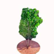 Круги мульч.